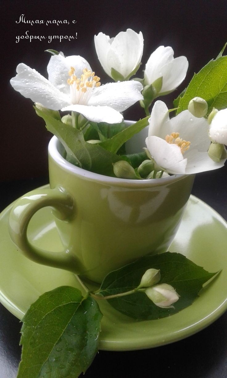 Милая мама, с добрым утром!