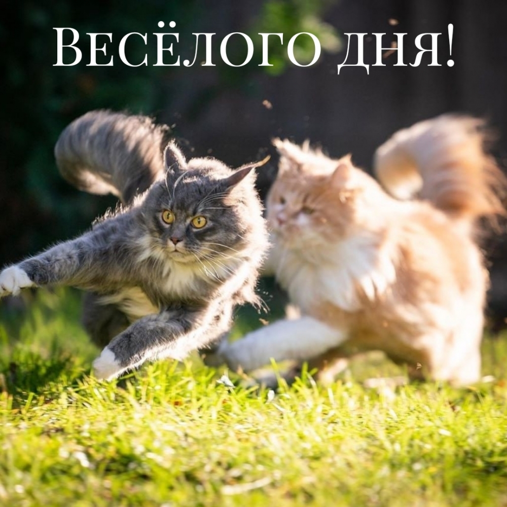 Весёлого дня!