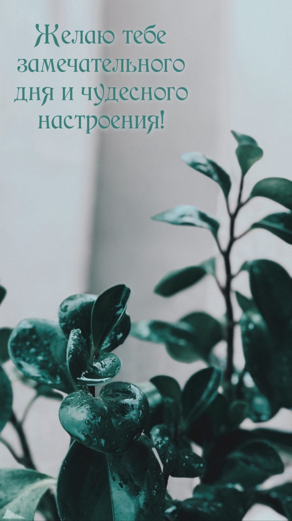 Желаю тебе замечательного дня и чудесного настроения!