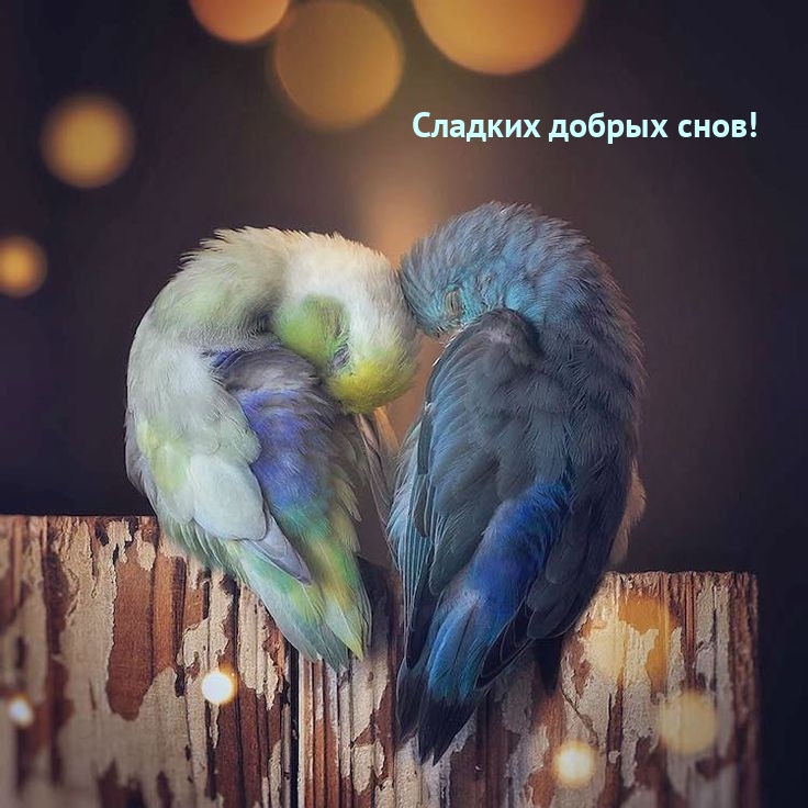 Сладких добрых снов!