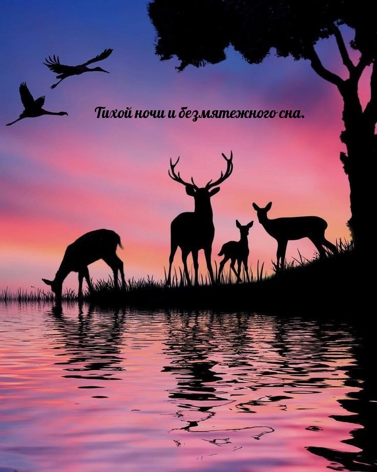 Тихой ночи и безмятежного сна.