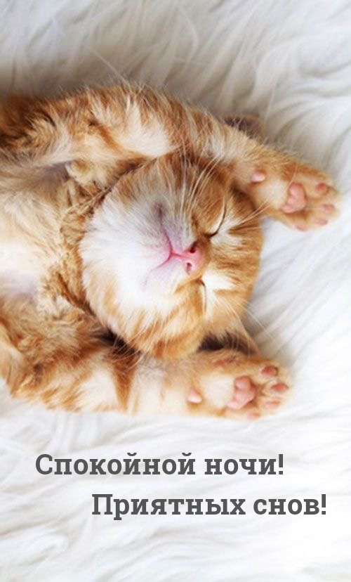 Спокойной ночи! Приятных снов!