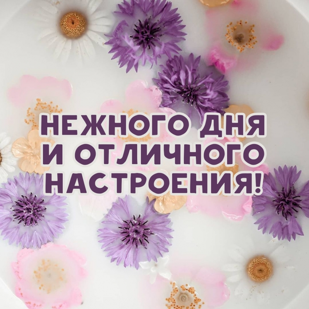 Нежного дня и отличного настроения!
