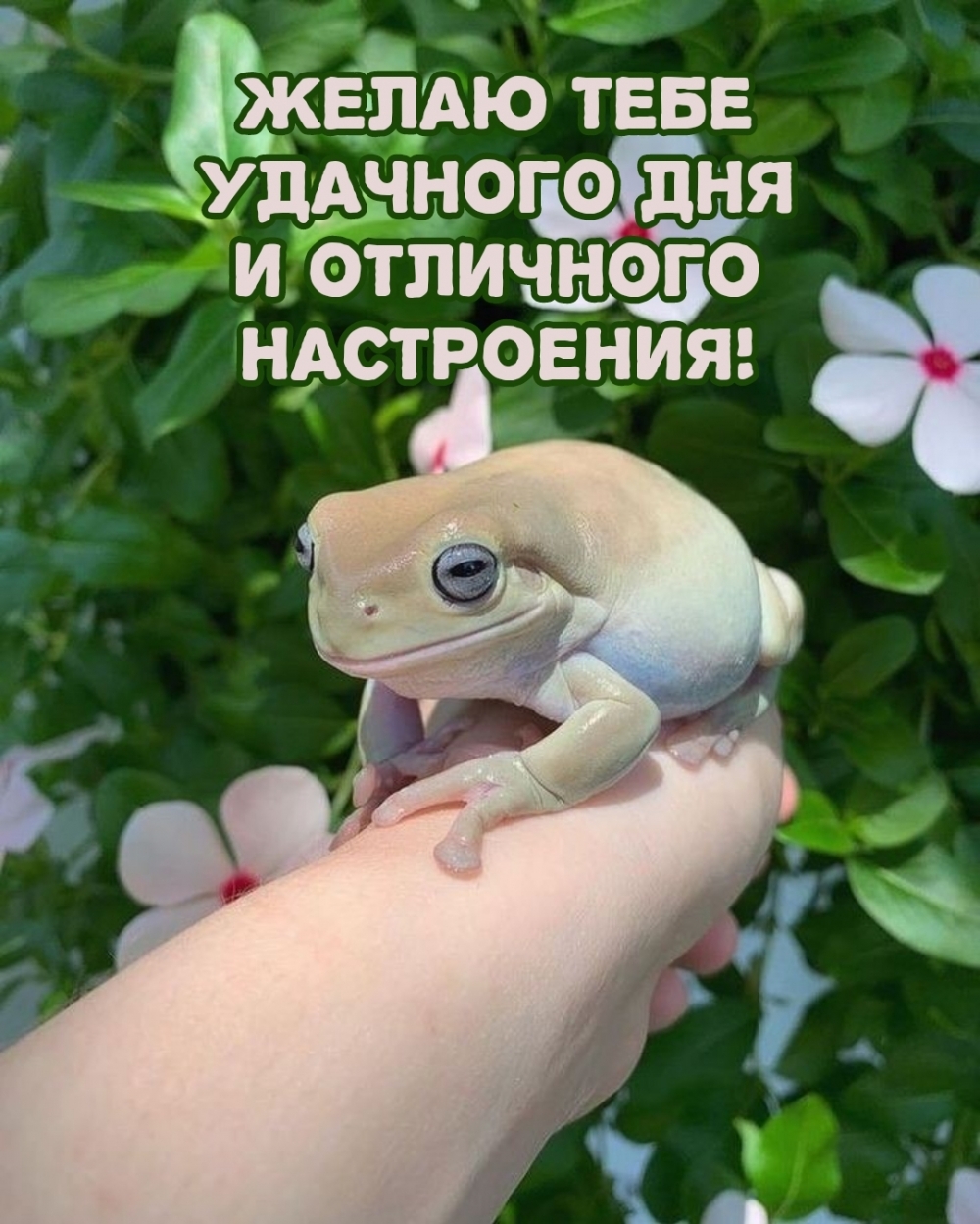 Желаю тебе удачного дня и отличного настроения!