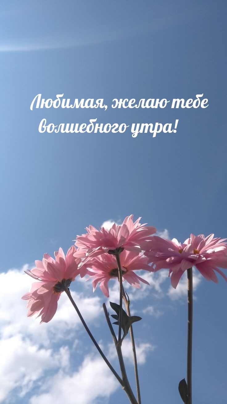 Любимая, желаю тебе волшебного утра!