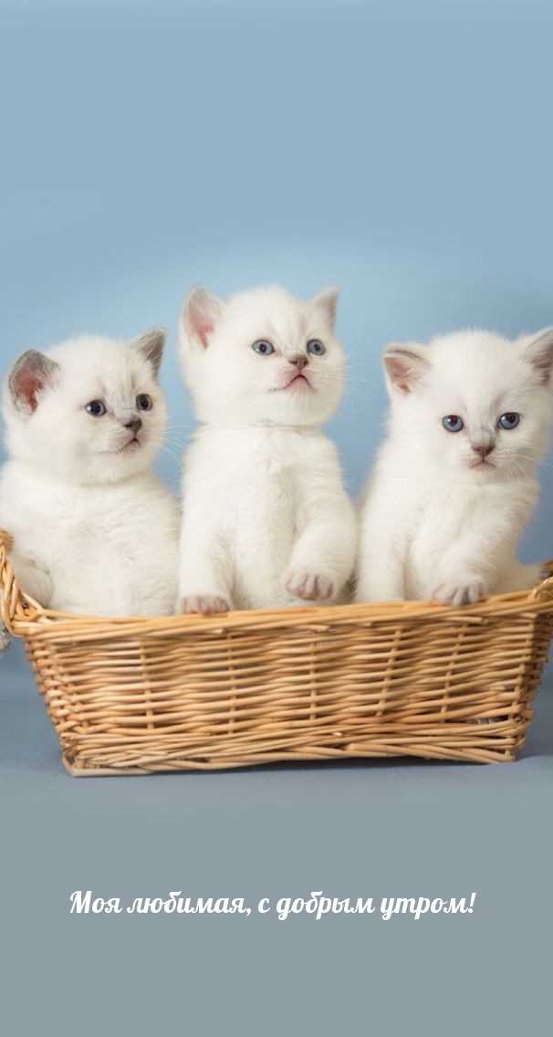 Моя любимая, с добрым утром!