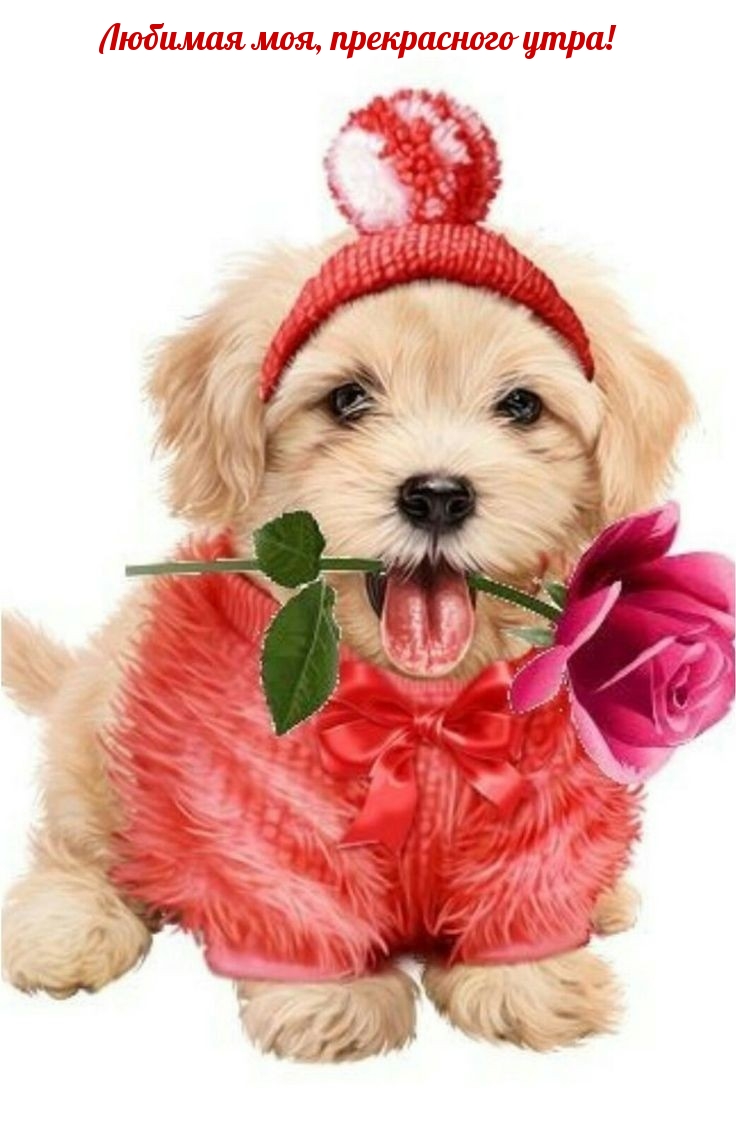 Любимая моя, прекрасного утра!
