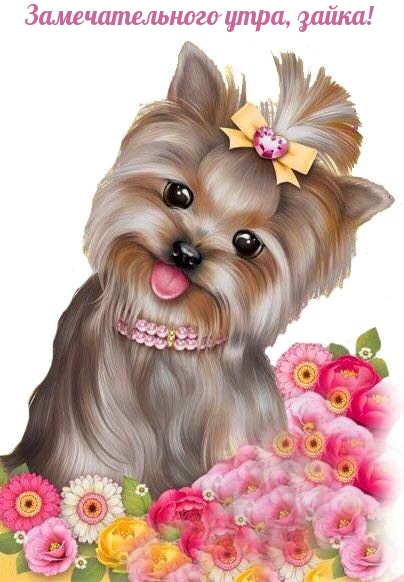 Замечательного утра, зайка!