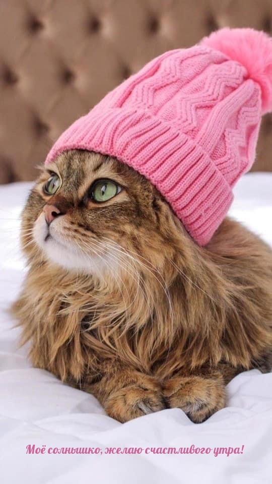 Моё солнышко, желаю счастливого утра!