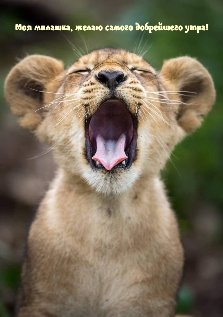 Моя милашка, желаю самого добрейшего утра!
