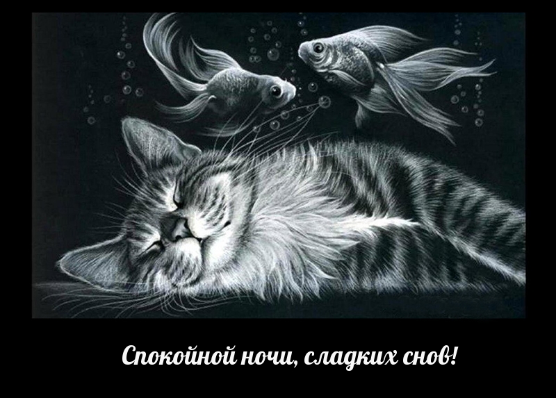 Спокойной ночи, сладких снов!