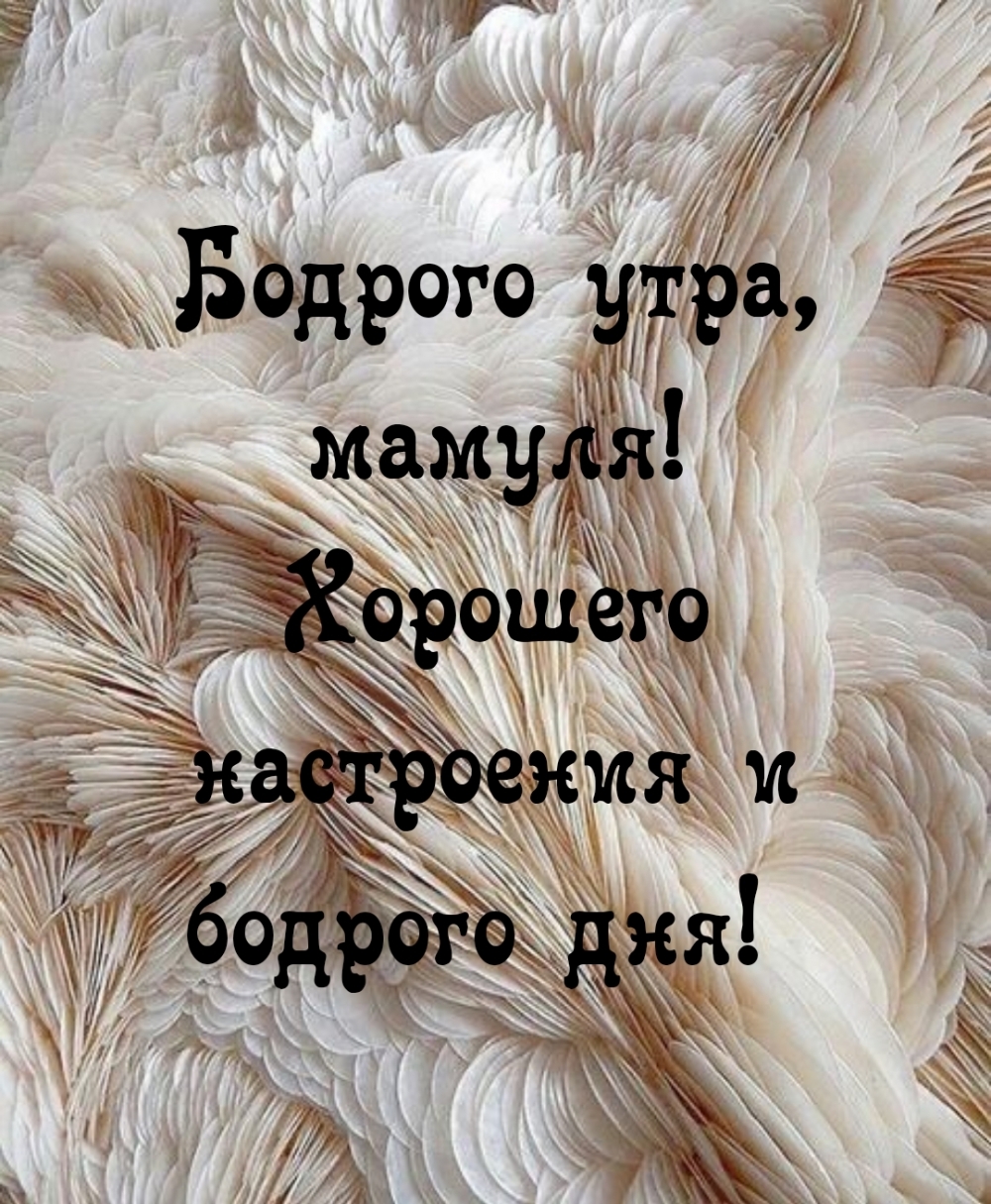 Бодрого утра, мамуля! Хорошего настроения