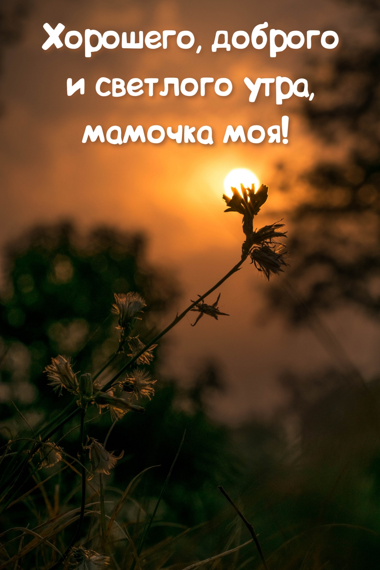 Хорошего, доброго и светлого утра, мамочка моя!
