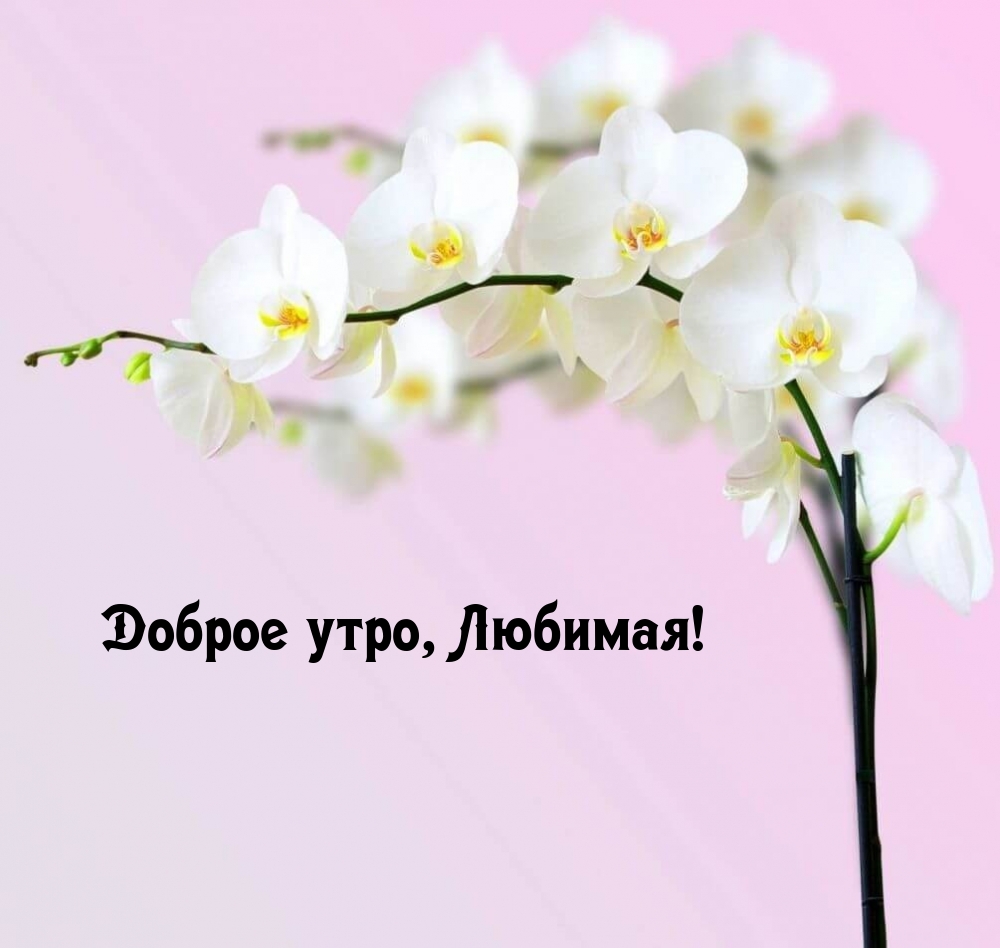 Доброе утро, Любимая!