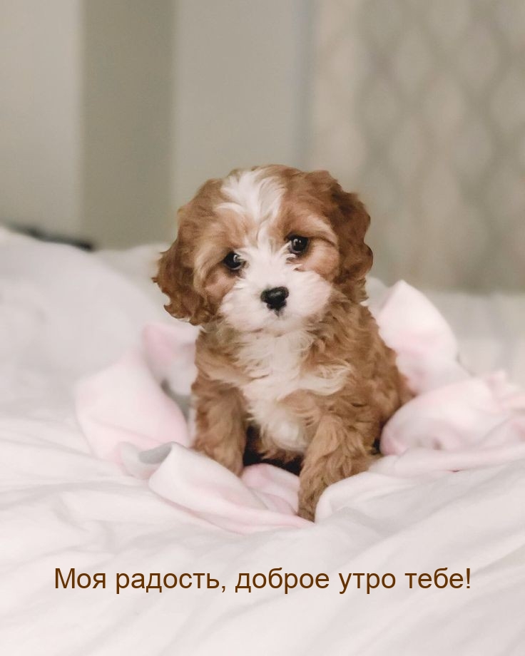 Моя радость, доброе утро тебе!