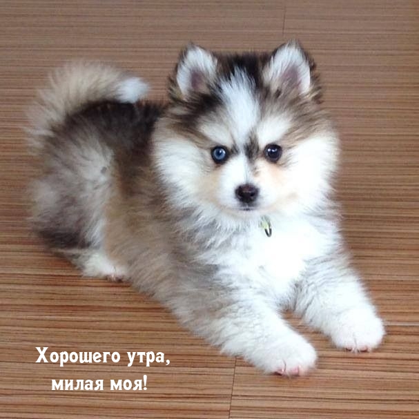 Хорошего утра, милая моя!