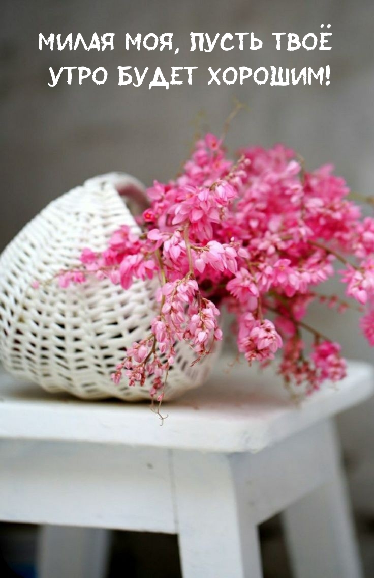 Милая моя, пусть твоё утро будет хорошим!