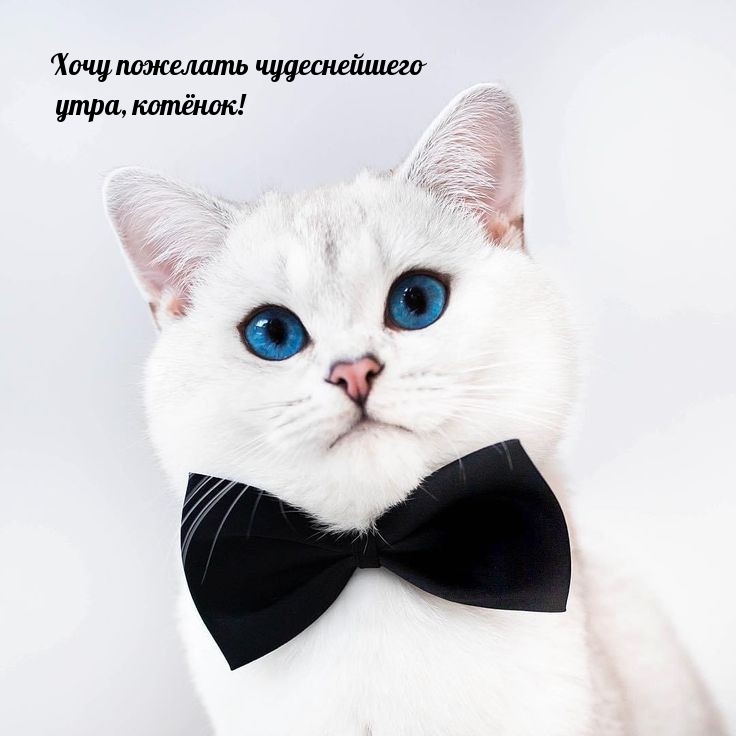 Хочу пожелать чудеснейшего утра, котёнок!
