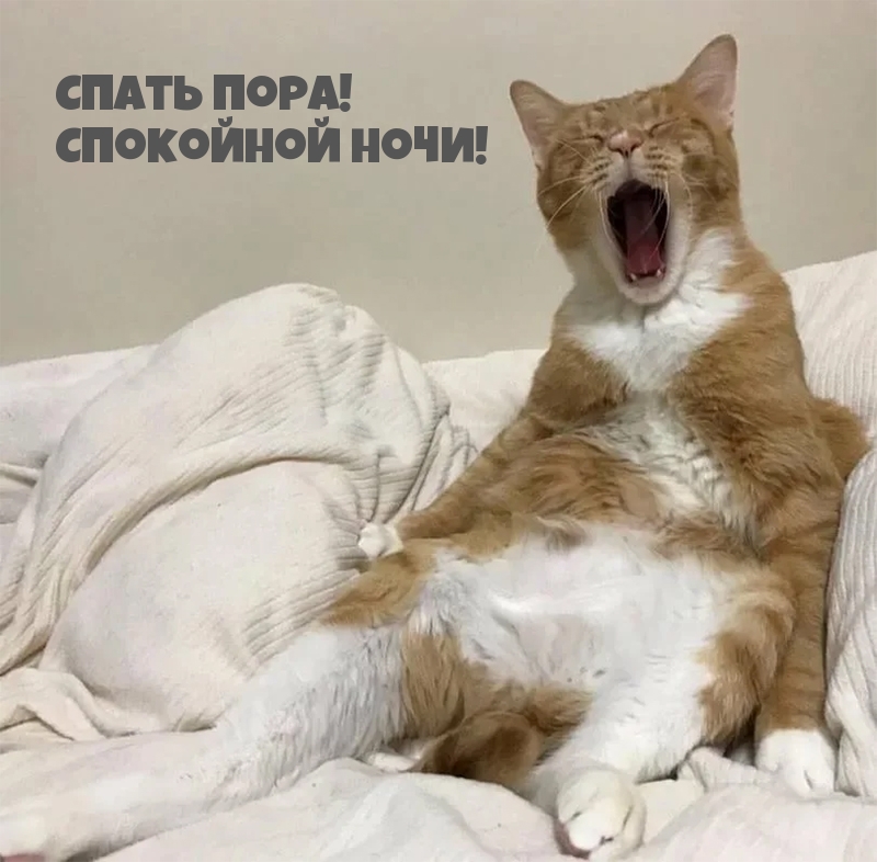 Спать пора! Спокойной ночи!