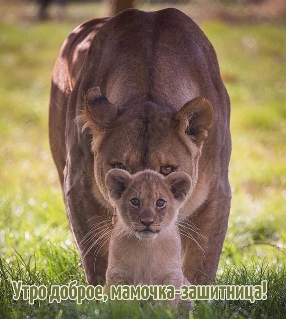 Утро доброе, мамочка-зашитница!