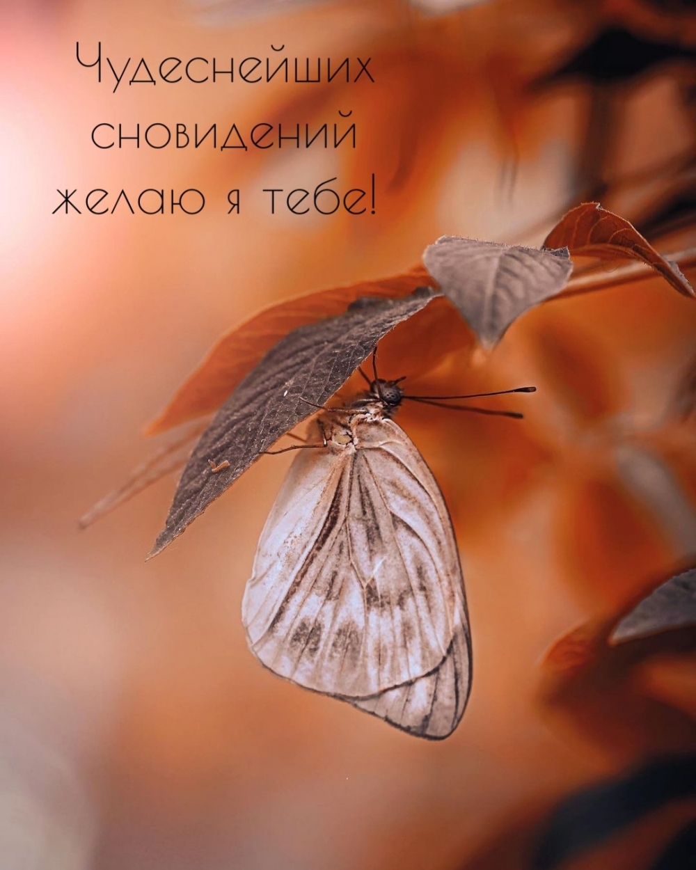 Чудеснейших сновидений желаю я тебе!