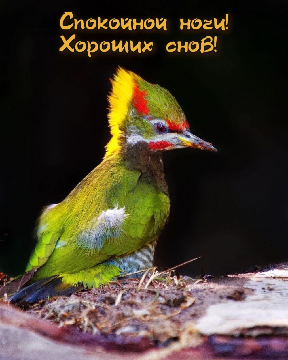 Спокойной ночи! Хороших снов!