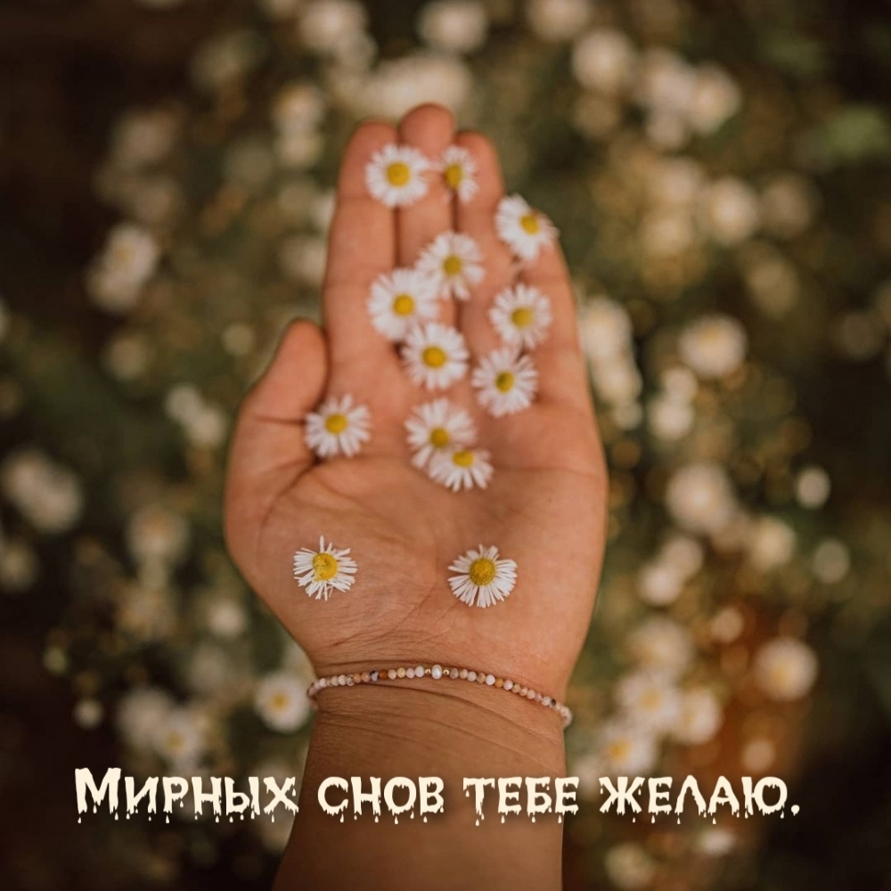 Мирных снов тебе желаю.