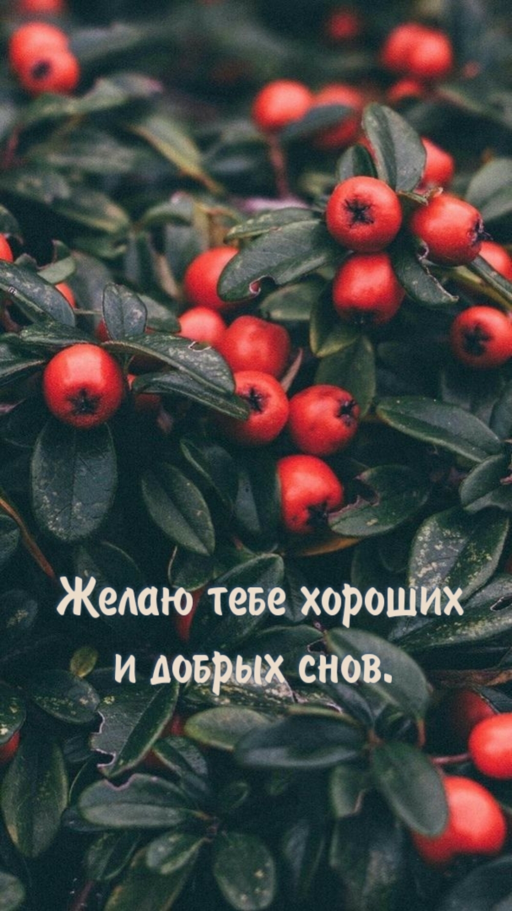 Желаю тебе хороших и добрых снов.