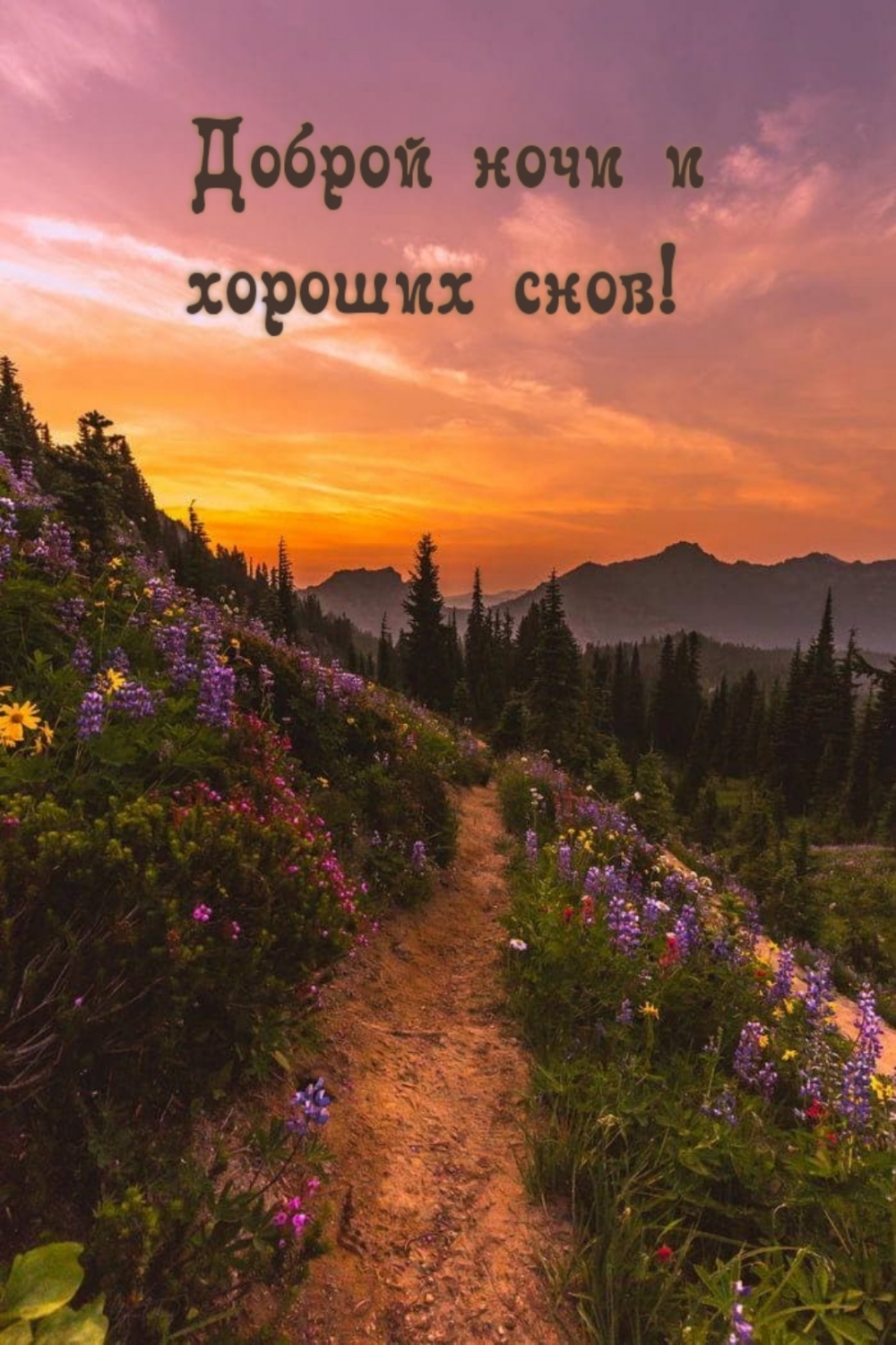 Доброй ночи и хороших снов!