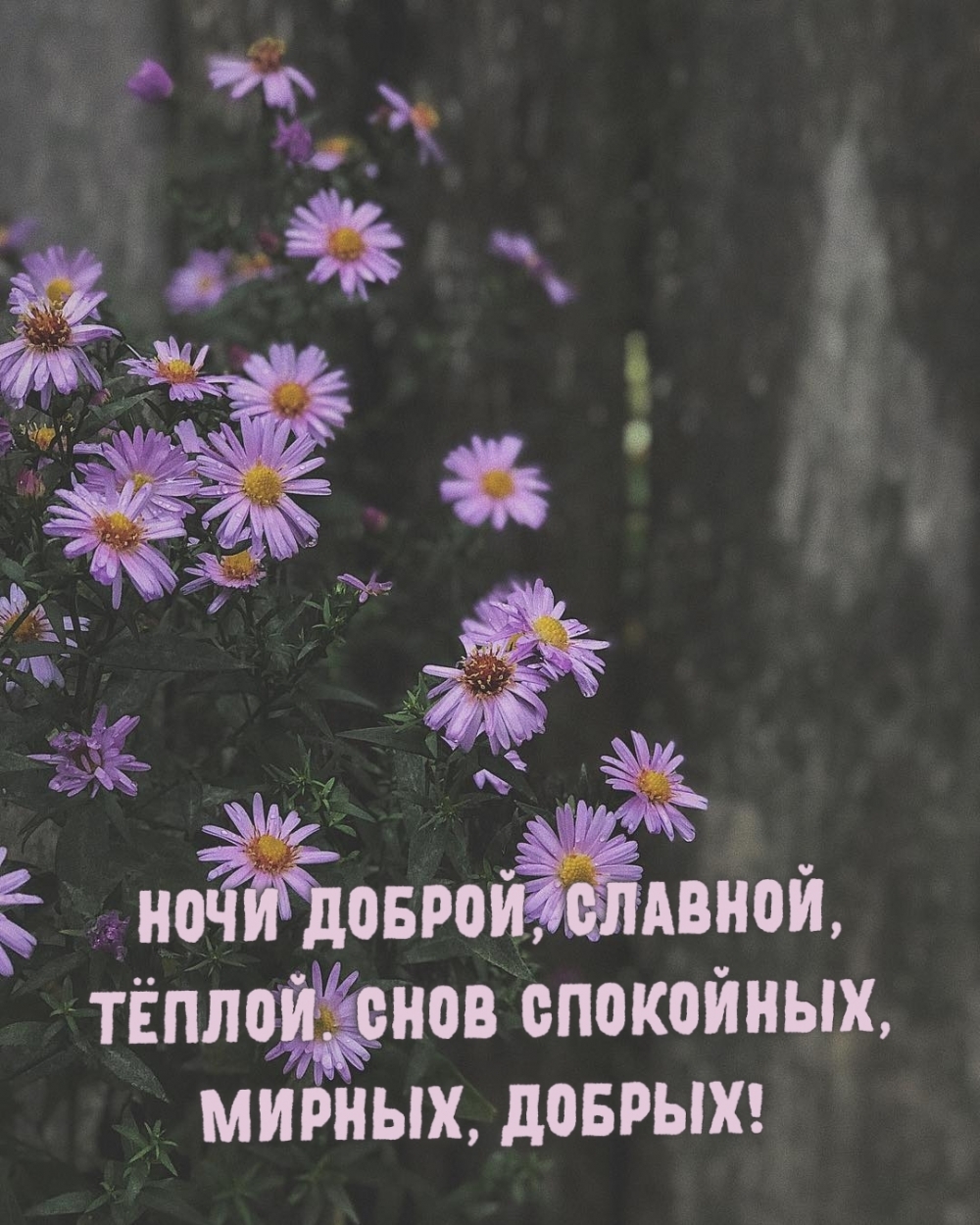 НОЧИ ДОБРОЙ, СЛАВНОЙ, ТЁПЛОЙ. СНОВ СПОКОЙНЫХ