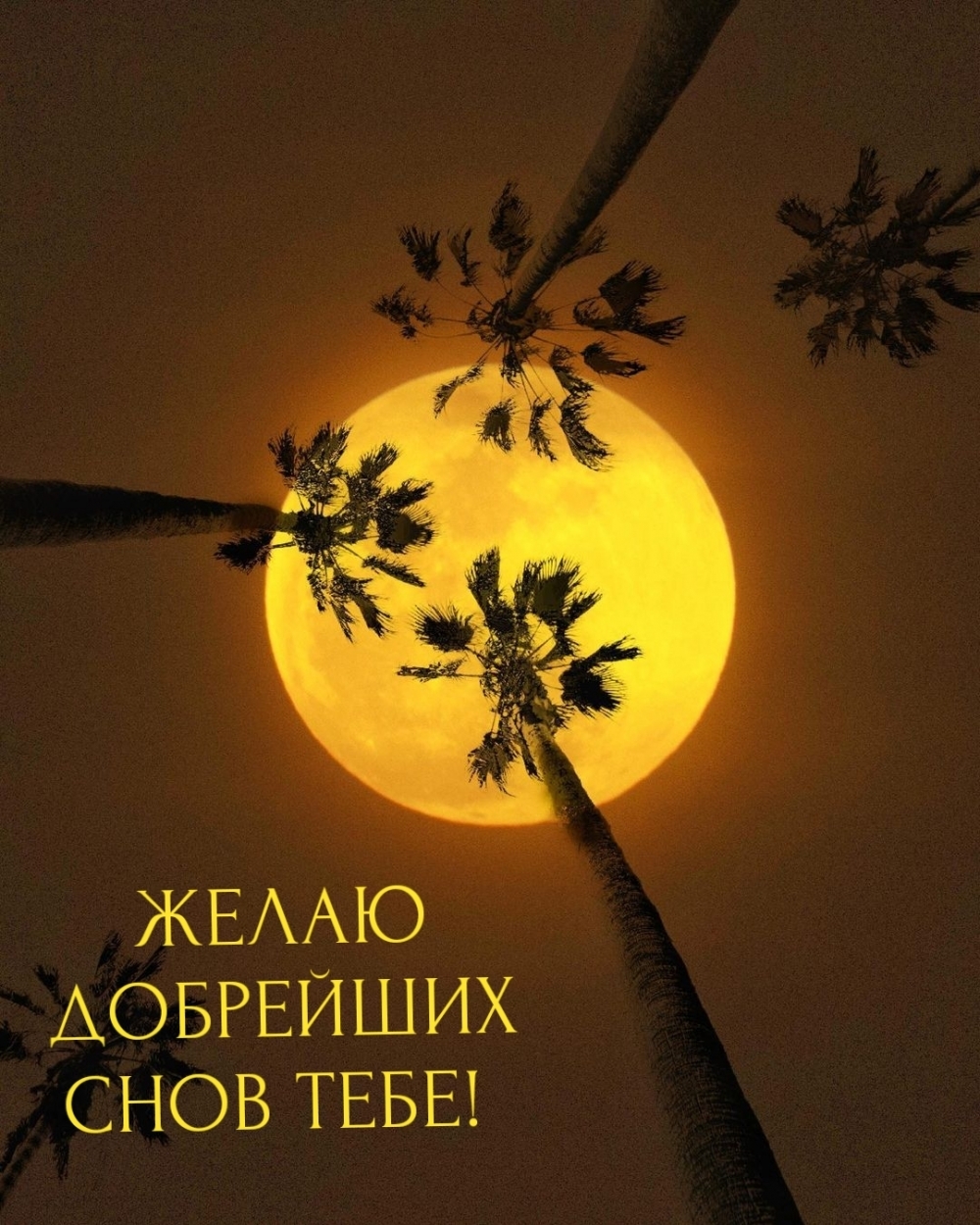 ЖЕЛАЮ ДОБРЕЙШИХ СНОВ ТЕБЕ!