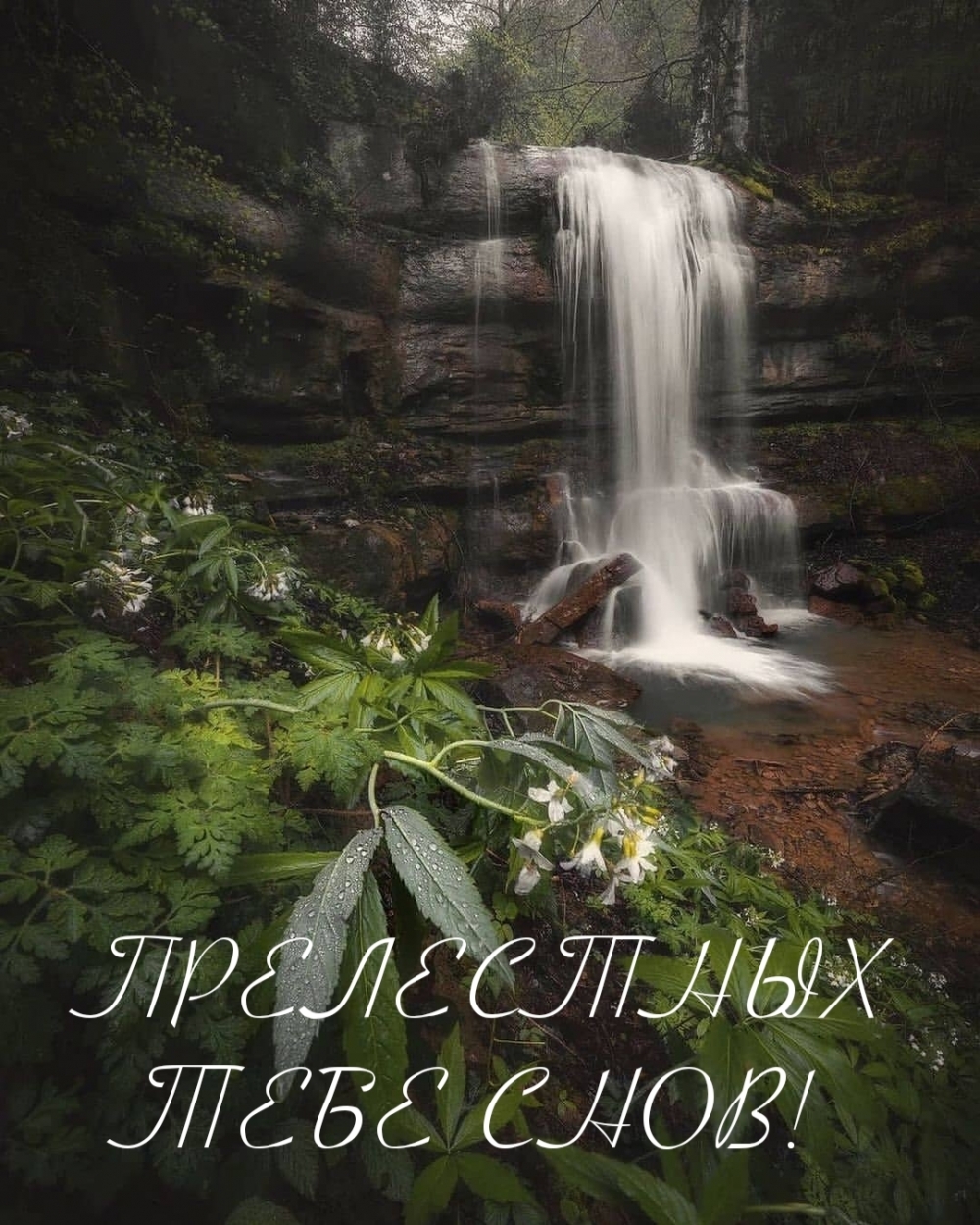 ПРЕЛЕСТНЫХ ТЕБЕ СНОВ!