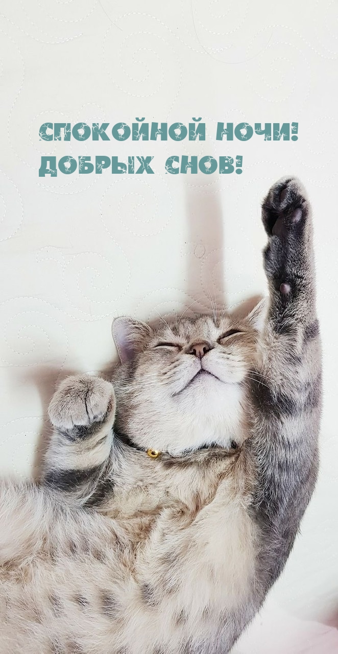 Спокойной ночи! Добрых снов!