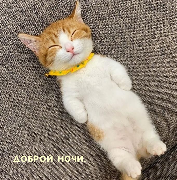 Доброй ночи.