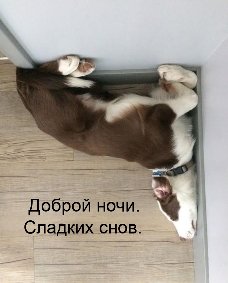 Доброй ночи. Сладких снов.