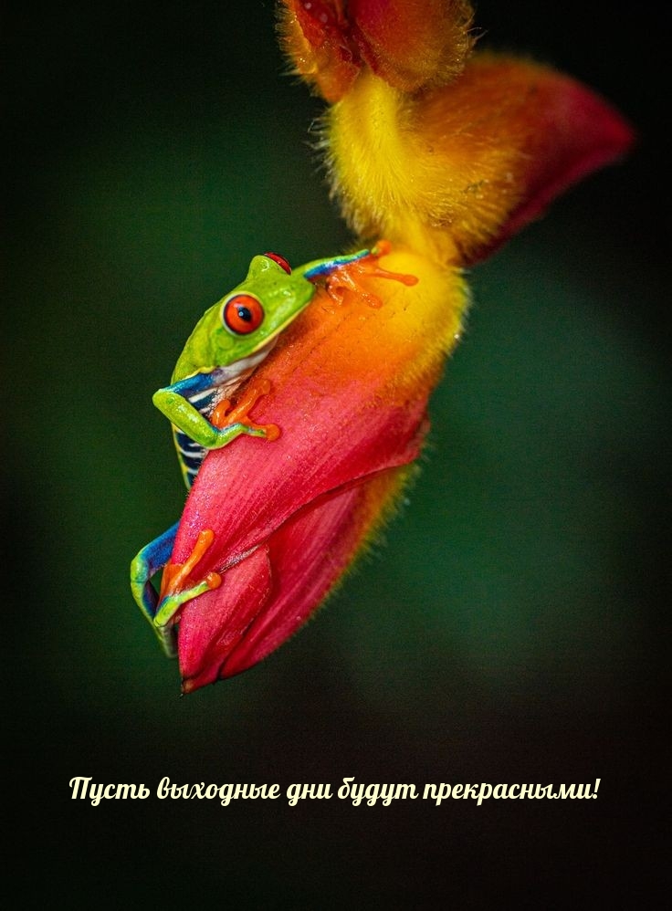 Пусть выходные дни будут прекрасными!