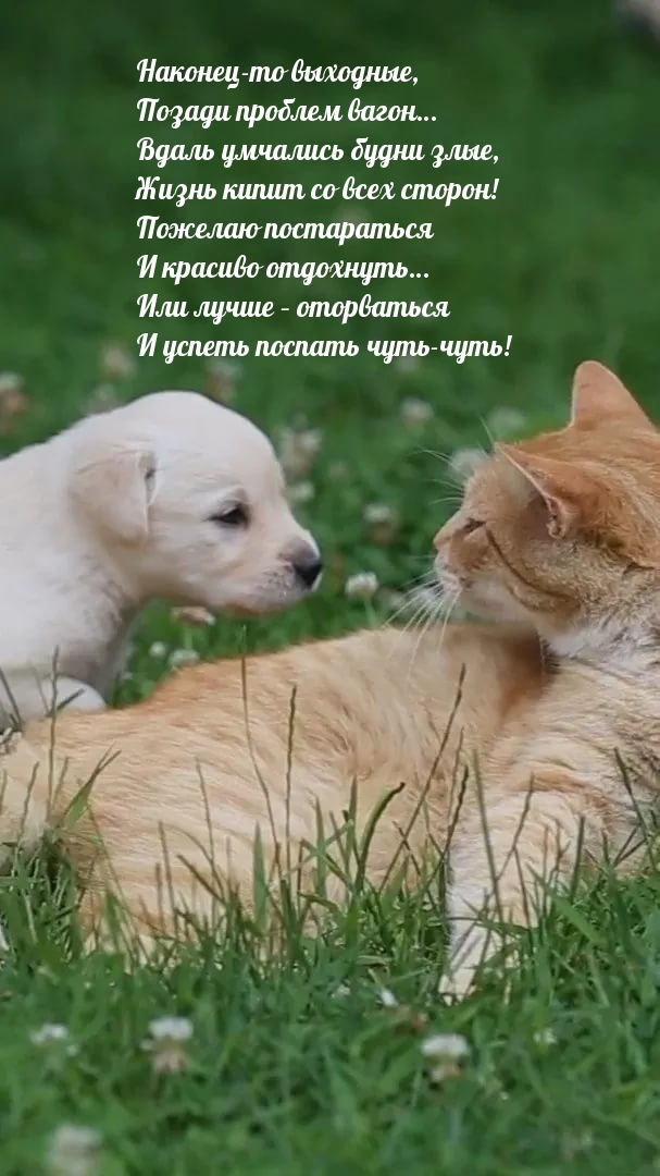 Наконец-то выходные, позади проблем вагон…