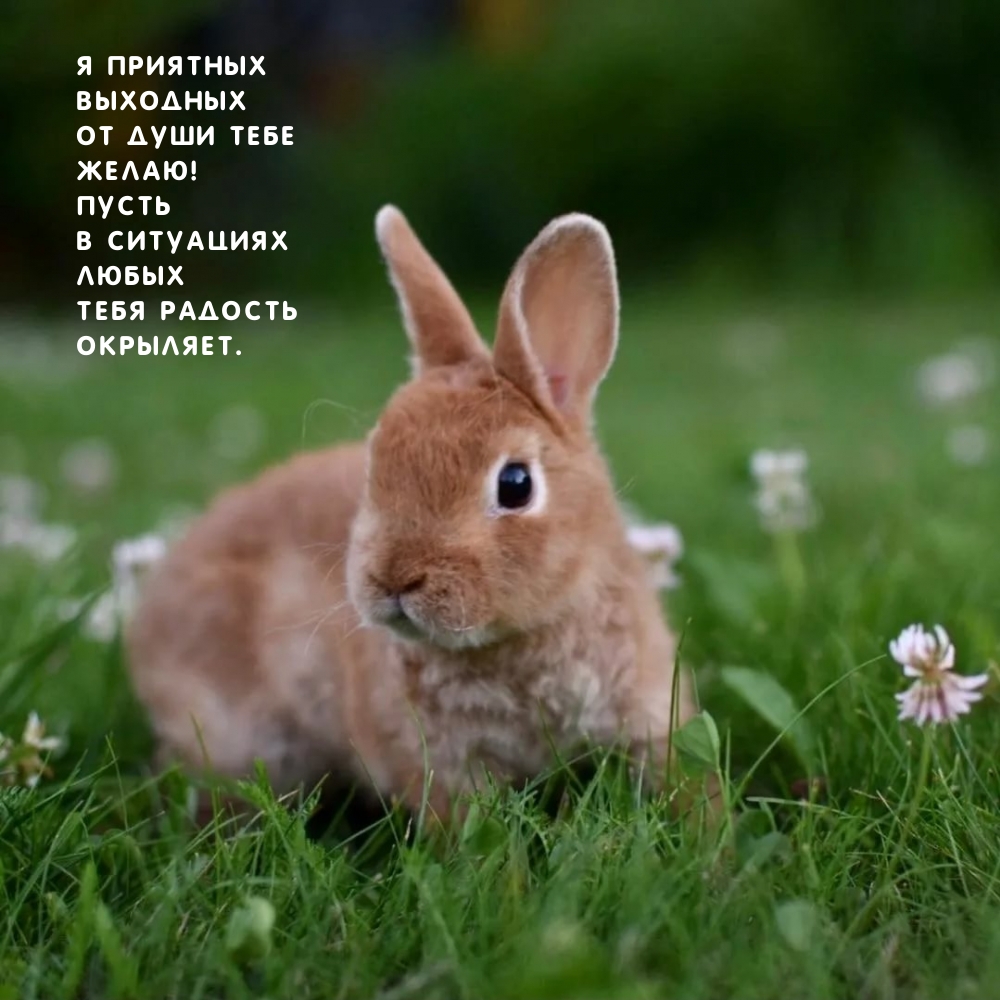 Я приятных  выходных от души тебе  желаю!