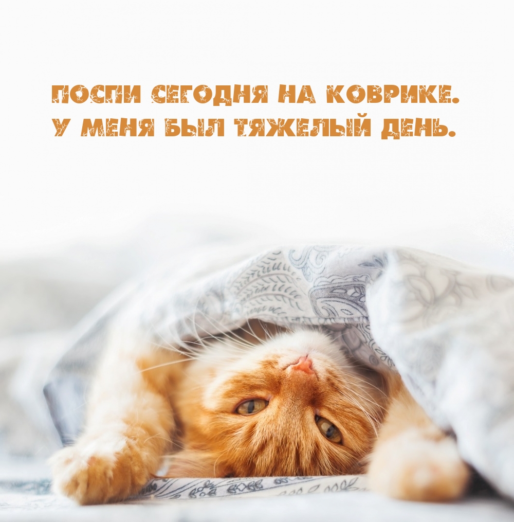 Поспи сегодня на коврике. У меня был тяжелый день.