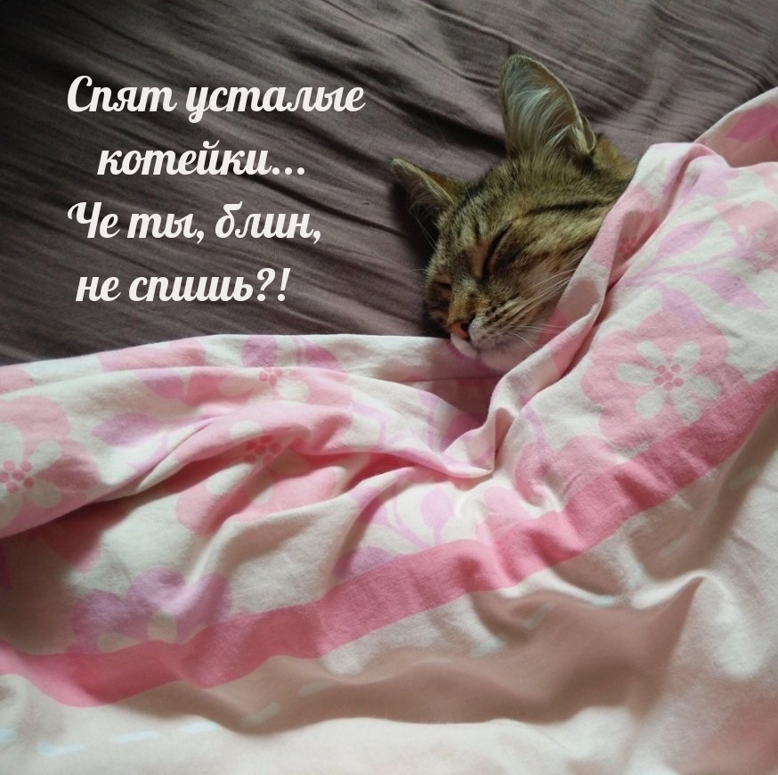 Спят усталые котейки… Че ты, блин, не спишь?!