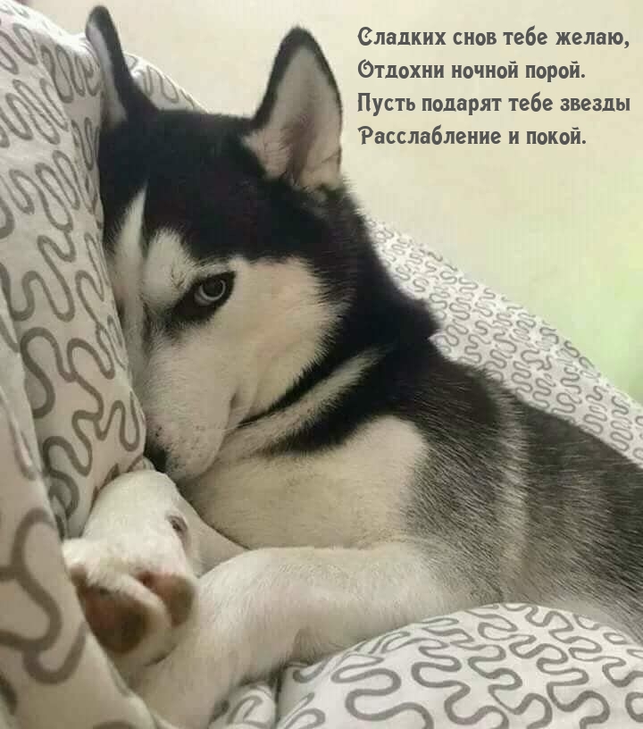 Сладких снов тебе желаю, отдохни ночной порой.