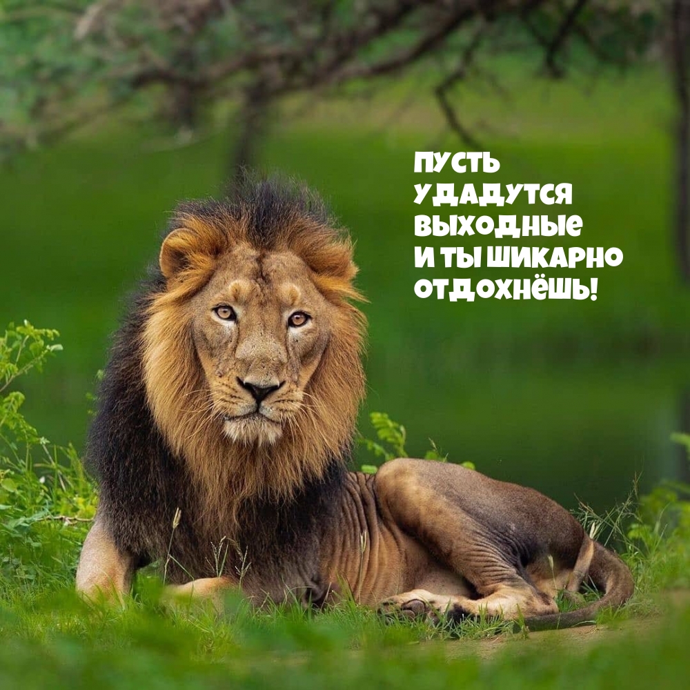 Пусть удадутся выходные и ты шикарно отдохнёшь!
