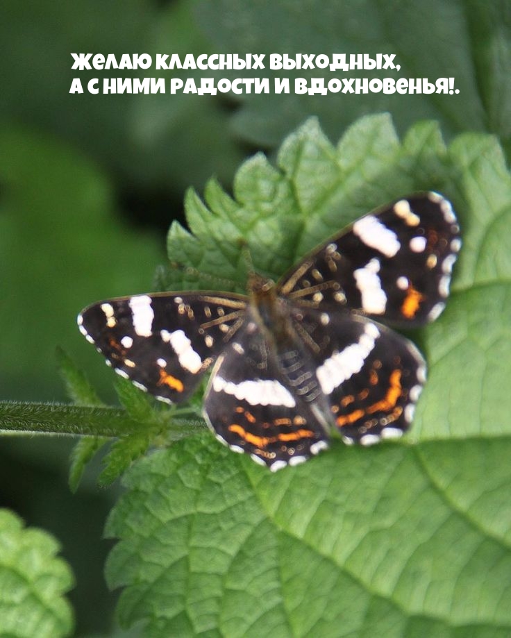 Желаю классных выходных, А с ними радости и вдохновенья!.