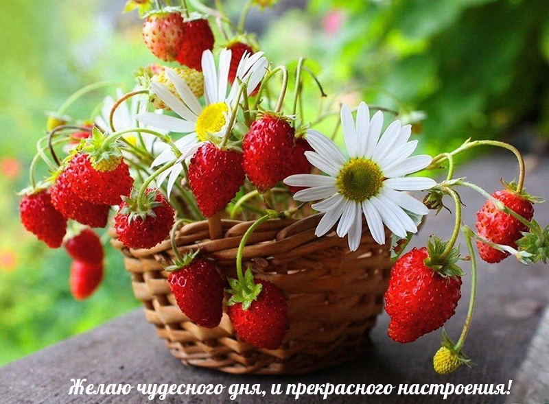 Желаю чудесного дня, и прекрасного настроения!
