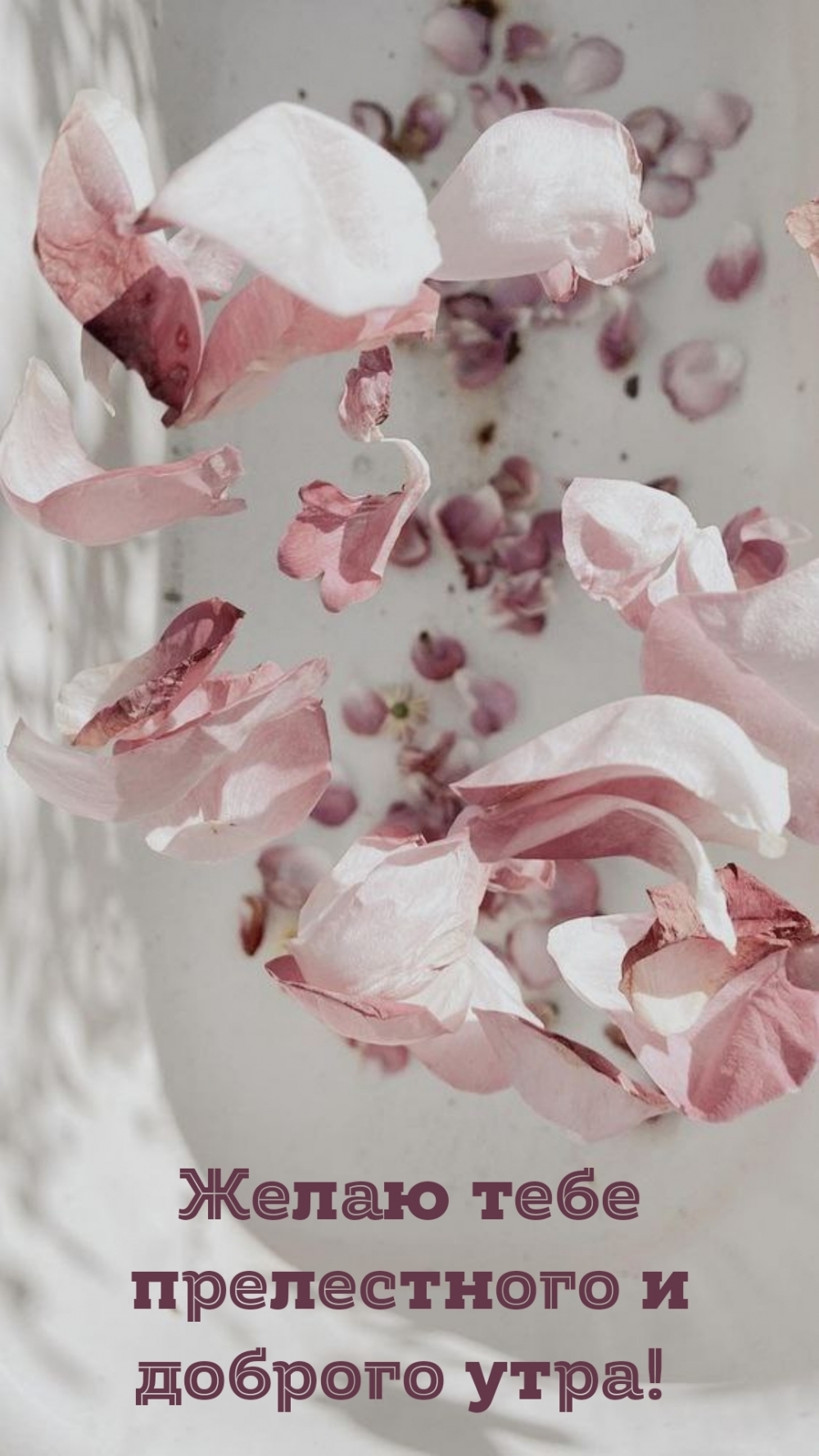Желаю тебе прелестного и доброго утра!