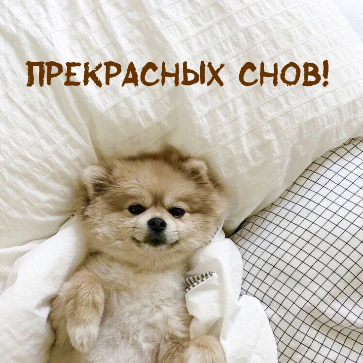 Прекрасных снов!
