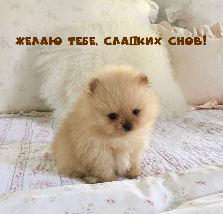 Желаю тебе, сладких снов!