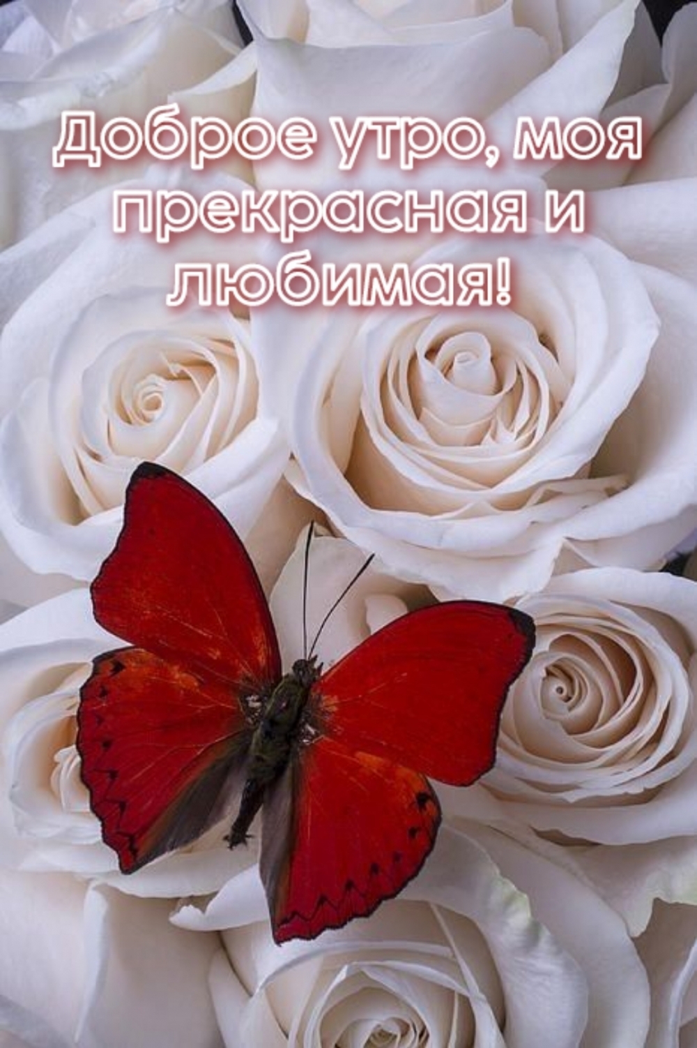 Доброе утро, моя прекрасная и любимая!