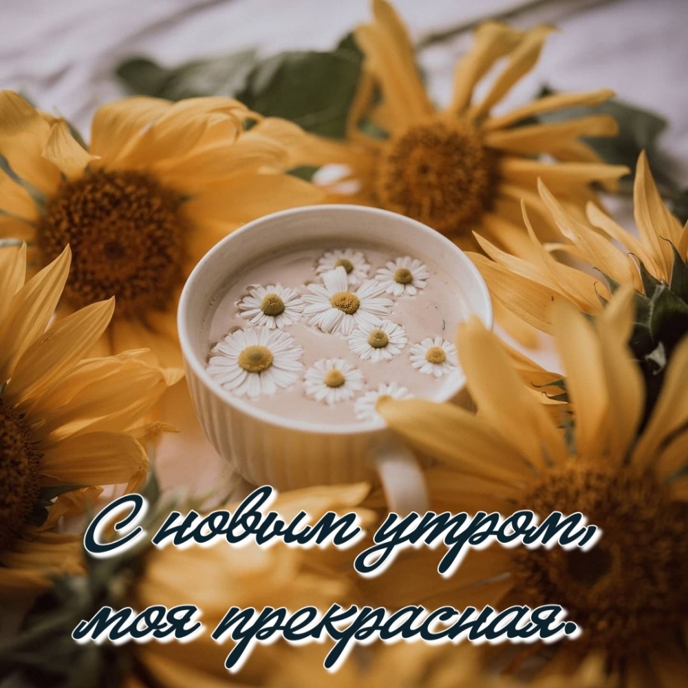 С новым утром, моя прекрасная.