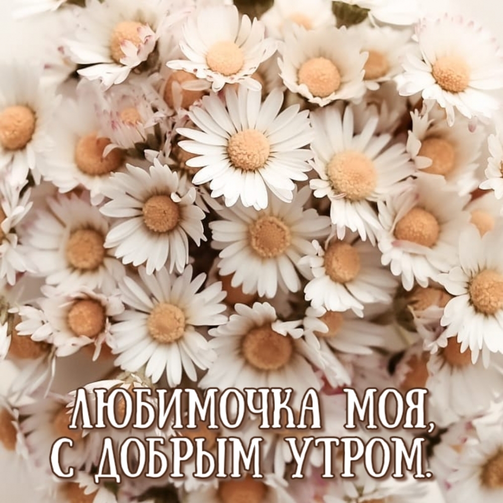 Любимочка моя, с добрым утром.